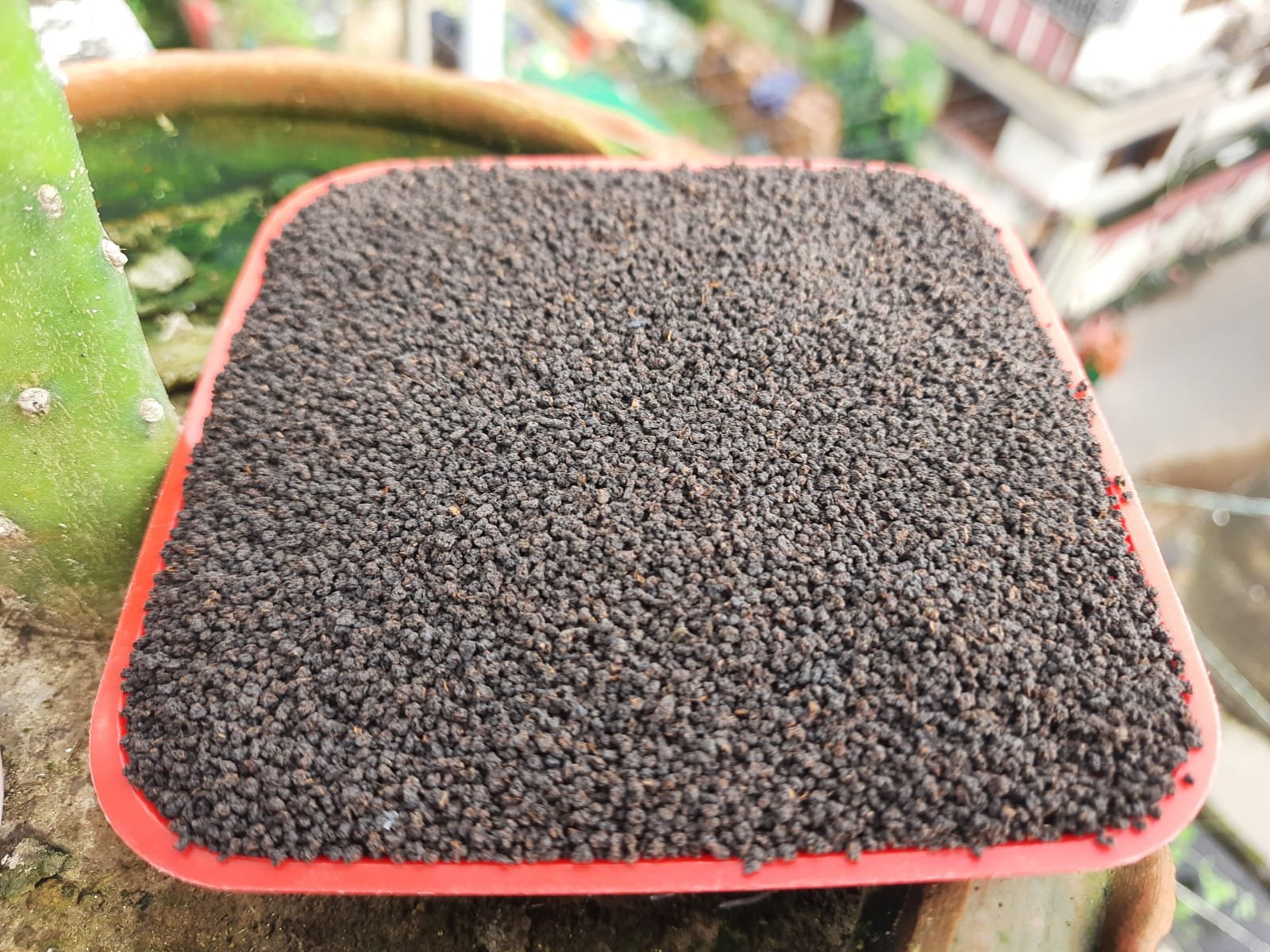 মধুপুর স্পেশাল চা পাতা (ফার্স্ট ফ্লাশ) / MODHUPUR SPECIAL CHA PATA (FIRST FLASH) - Image 7