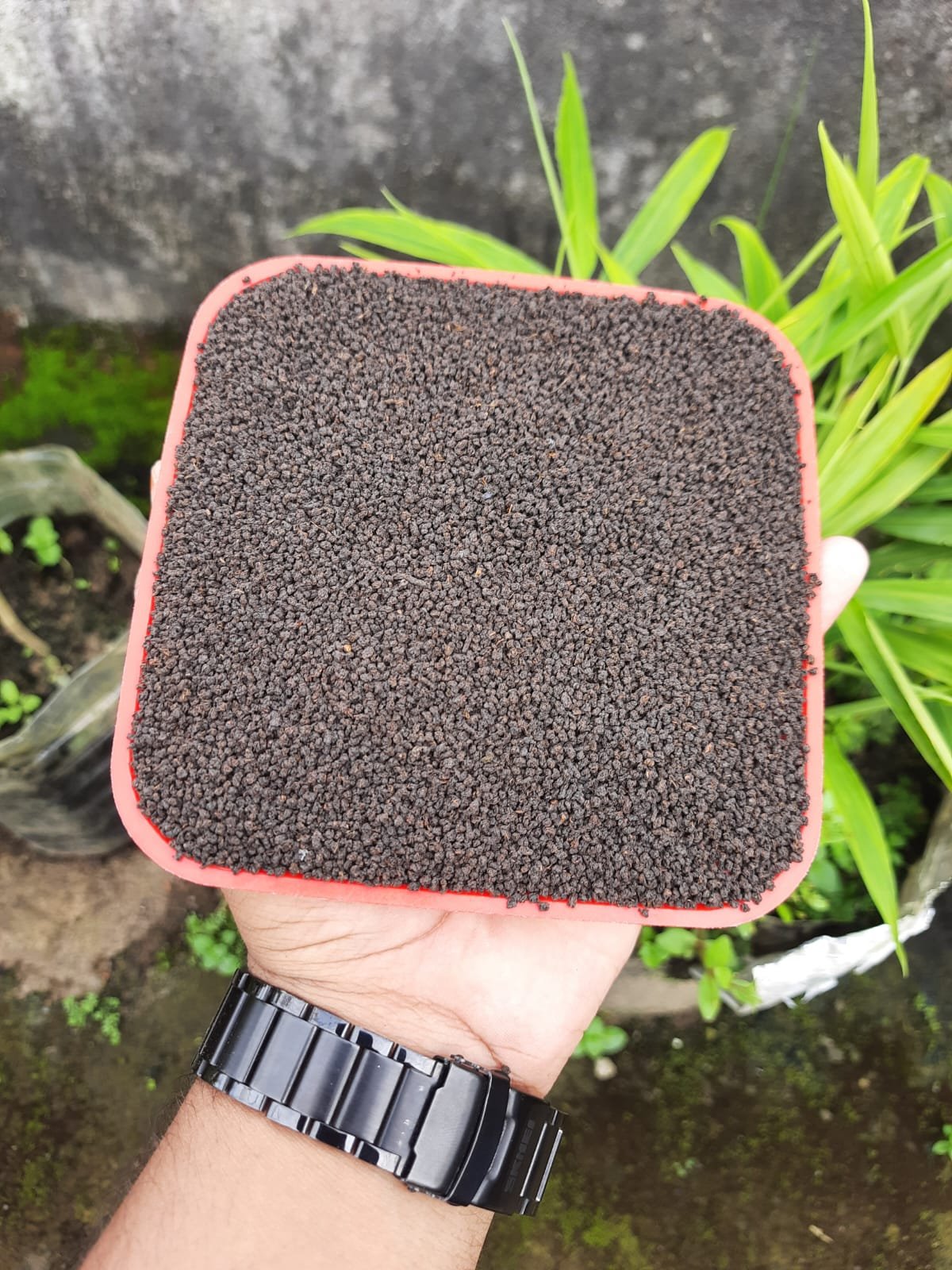 মধুপুর স্পেশাল চা পাতা (ফার্স্ট ফ্লাশ) / MODHUPUR SPECIAL CHA PATA (FIRST FLASH) - Image 6